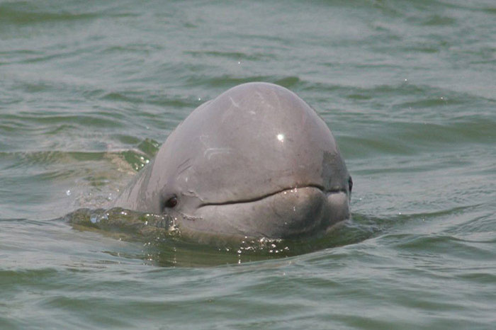 6 animaux emblématiques Cambodge dauphin